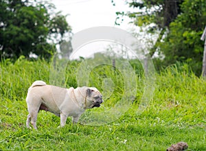 Old small white fat lovely happy cute pug dog playing relaxing on green grass garden floor outdoor