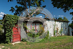 Old small wooden house with red door overgrown with ivy in a beautiful garden on a sunny summer day.