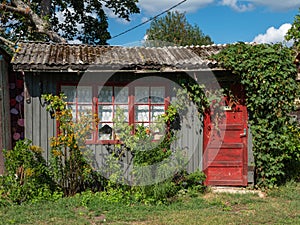 Old small wooden house with red door overgrown with ivy in a beautiful garden on a sunny summer day.