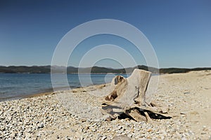 Old snag of huge tree with roots on sandy white beach against blue clear water and high wild mountains, cold landscape