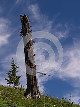 Old Snag on Ridge