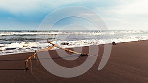 Old snag on sea coast