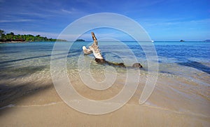 Old snag and tide of tropical beach