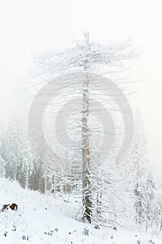 Old snag tree in a frosty foggy winter landscape