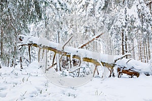 Old snag tree in a winter forest