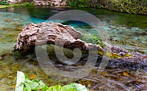 Old snag in water of natural spring of Blue Eye in Albania