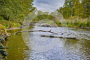 Old Snags Floating With Fallen Trees in The Pripyat River and Dry Grass and Trees on Field of Polesye Natural Resort in Belarus