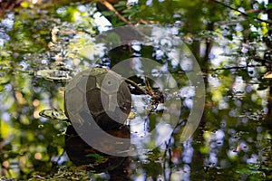 An old soccer ball with a peeling surface lies in a forest puddle