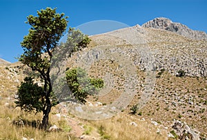Old solitary tree standing on path leading to barren mountain
