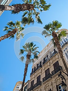 Old spanish houses with palm trees