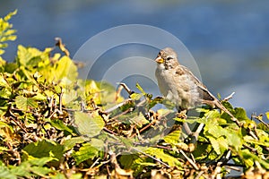 Old sparrow on plant