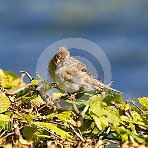 Old sparrow on plant