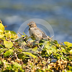 Old sparrow on plant