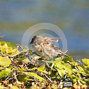 Old sparrow on plant
