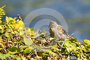 Old sparrow on plant
