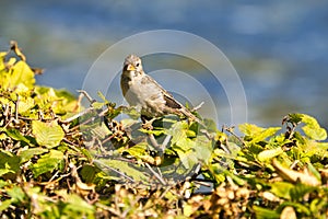 Old sparrow on plant