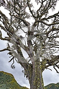 Old specimen of the Polylepis gender tree