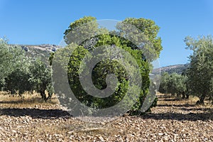 Old specimen of Strawberry tree