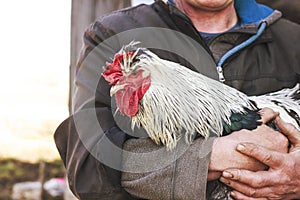 Old speckled rooster chicken red comb in hands of elderly ma