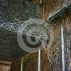 old spider web on wooden beam