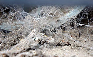 Old spider webs