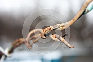 Old spiral security barbed wire fence isolated on white background