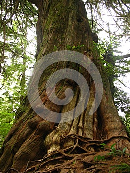 Viejo espiral un árbol 