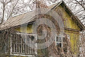 Old spooky abandoned wooden house overgrown with vines on a gray gloomy autumn day