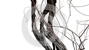 Old spooky jungle tree trunk with twisted tree branches of flowering climbing plant isolated on white background, clipping path