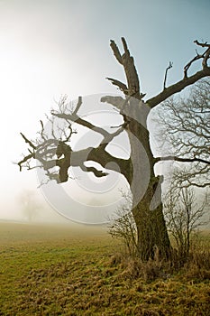 An old spooky oak tree in a misty landscape