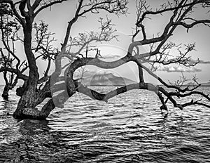 Old spooky tree..Spooky forest with dry trees