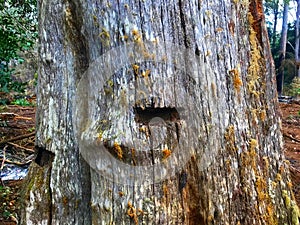 Old springboard holes in an old tree stump