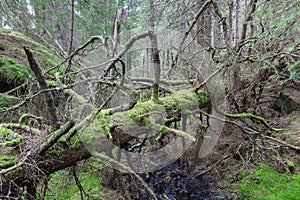 Old spruce tree