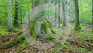 Old spruce tree with big roots