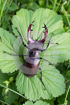 Old Stag-Beetle at the Green Leaf