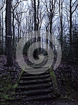 Old stair in forest