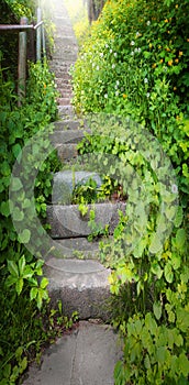 Old stairs in the forest