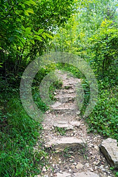 Old stairs in forest