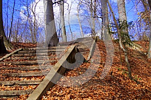 Old Stairs in the forest