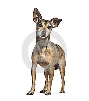 Old standing Miniature Pinscher graying, isolated