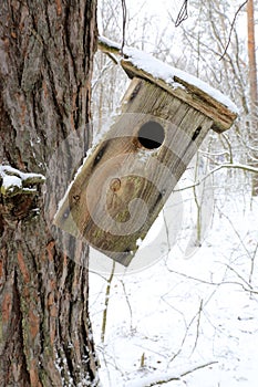 Old starling-house on tree in forest