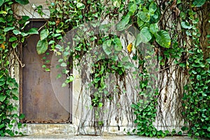 Old steel doors permanently abandoned house covered with ivy photo