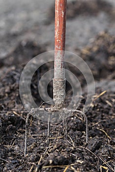 Old steel pitchforks in a pile of manure , fertilize fields