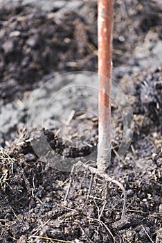 Old steel pitchforks in a pile of manure , fertilize fields