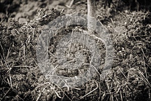 Old steel pitchforks in a pile of manure , fertilize fields. Vintage effect