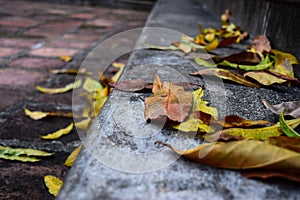 Old steps in a forest during the autumn time