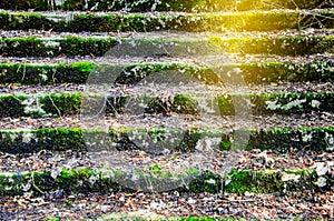 old steps overgrown with green moss are covered with fallen leav