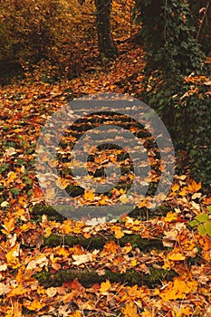 Old stone abandoned stairs under the thick layer of colorful autumn leaves, covered in moss