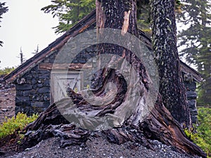 Old Stone alpine cabine under large tree