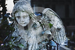 Old stone broken angel wrapped ivy shoots religion concept